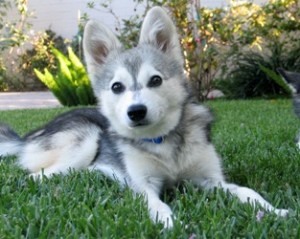 puppy potty training-teach your puppy to go outside