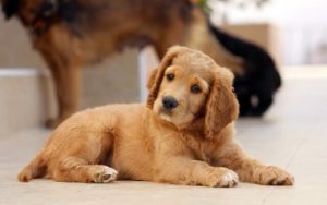 Stop Puppy Biting Chewing