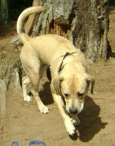 start training puppy to walk on leash