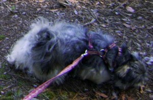 Train Dog to Walk on a Leash