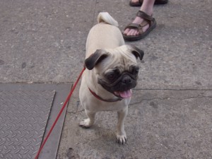 pug puppy on a leash