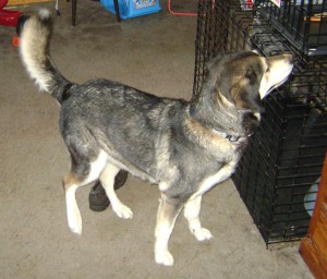 Crate Training an Older Dog