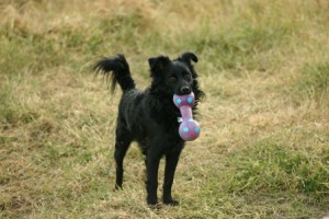 different types of dog toys