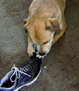 Stop dog from chewing shoes