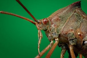 what-is-the-best-tick-repellent-for-dogs-natural-or-chemical