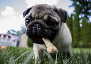Best Dog Treats - Dog Treat Reviews