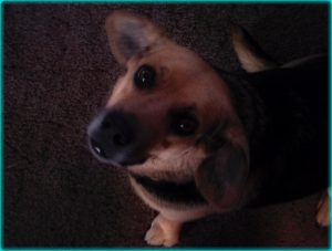 why-does-my-dog-keep-shaking-his-head