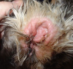 Ear Infection in Dogs