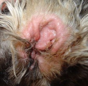 Ear Infection In Dogs