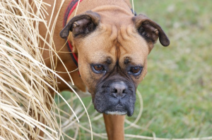 Clean Dogs Ears Dog Ear Wash Reviews