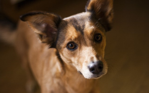 Dog Ear Cleaning Solution