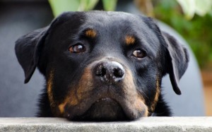 Dogs with Separation Anxiety