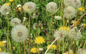 Dogs Allergies Symptoms