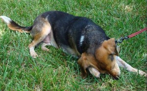 Dogs with Allergies Symptoms Scratching