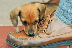 Stop Dog Chewing Does Bitter Apple Spray Work