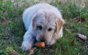 Can Dogs Eat Human Food