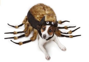 tarantula-spider-costume-for-dogs