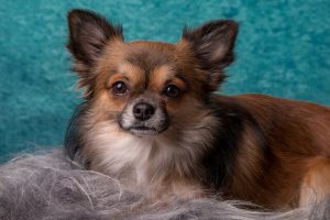 Dog Grooming Scissors Reviews - Long-Haired Chihuahua