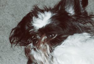 Dog Hair Detangler - The Stuff Detangling Spray Review