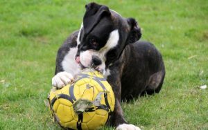 Dog Chewing on Ball