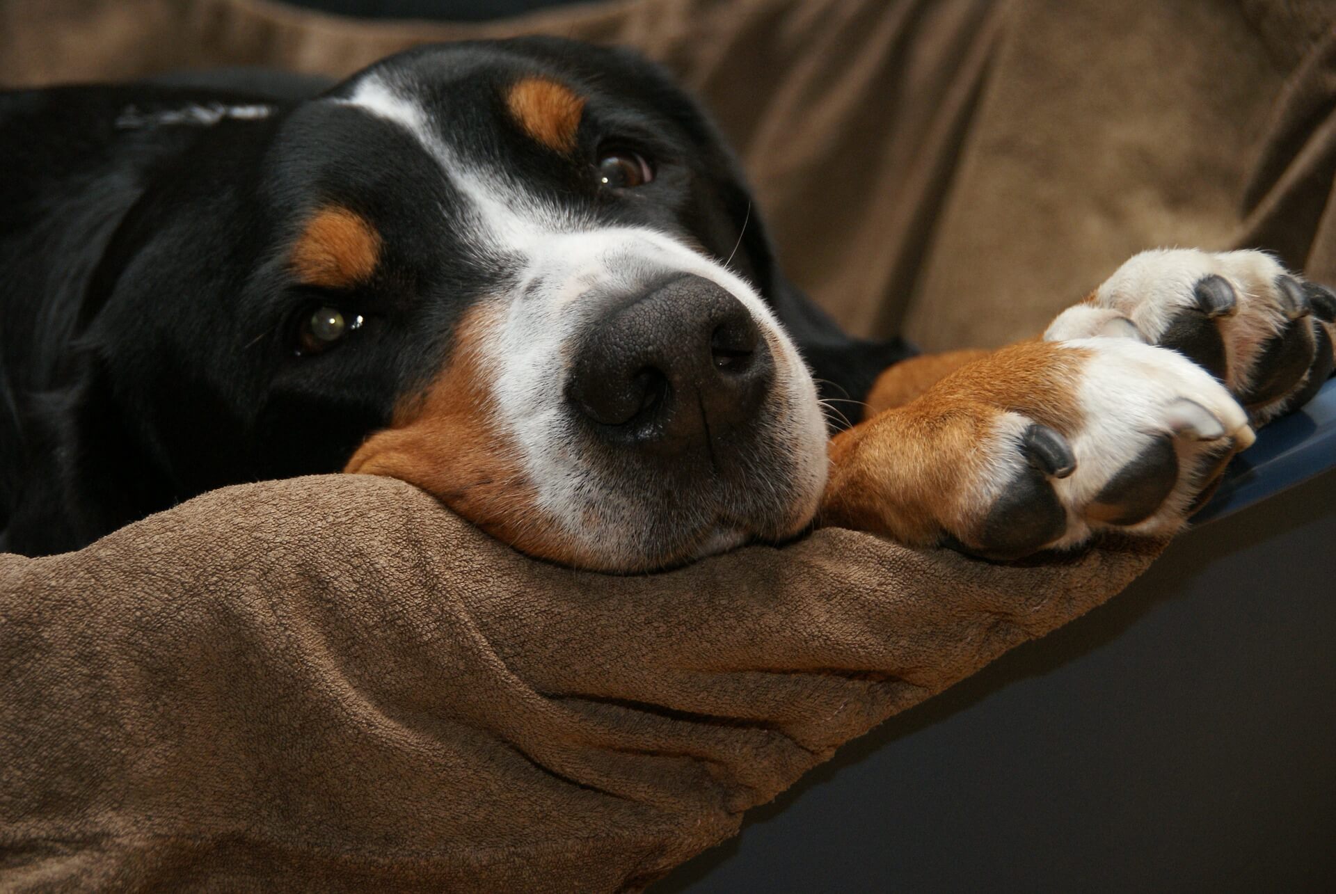 Why Do Dogs Chew Their Paws? The Dog Bunker