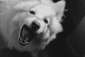How to Stop a Dog from Barking at the Door