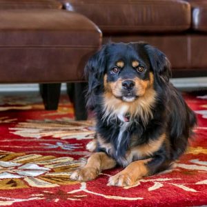 What is the Best Vacuum for Pet Hair