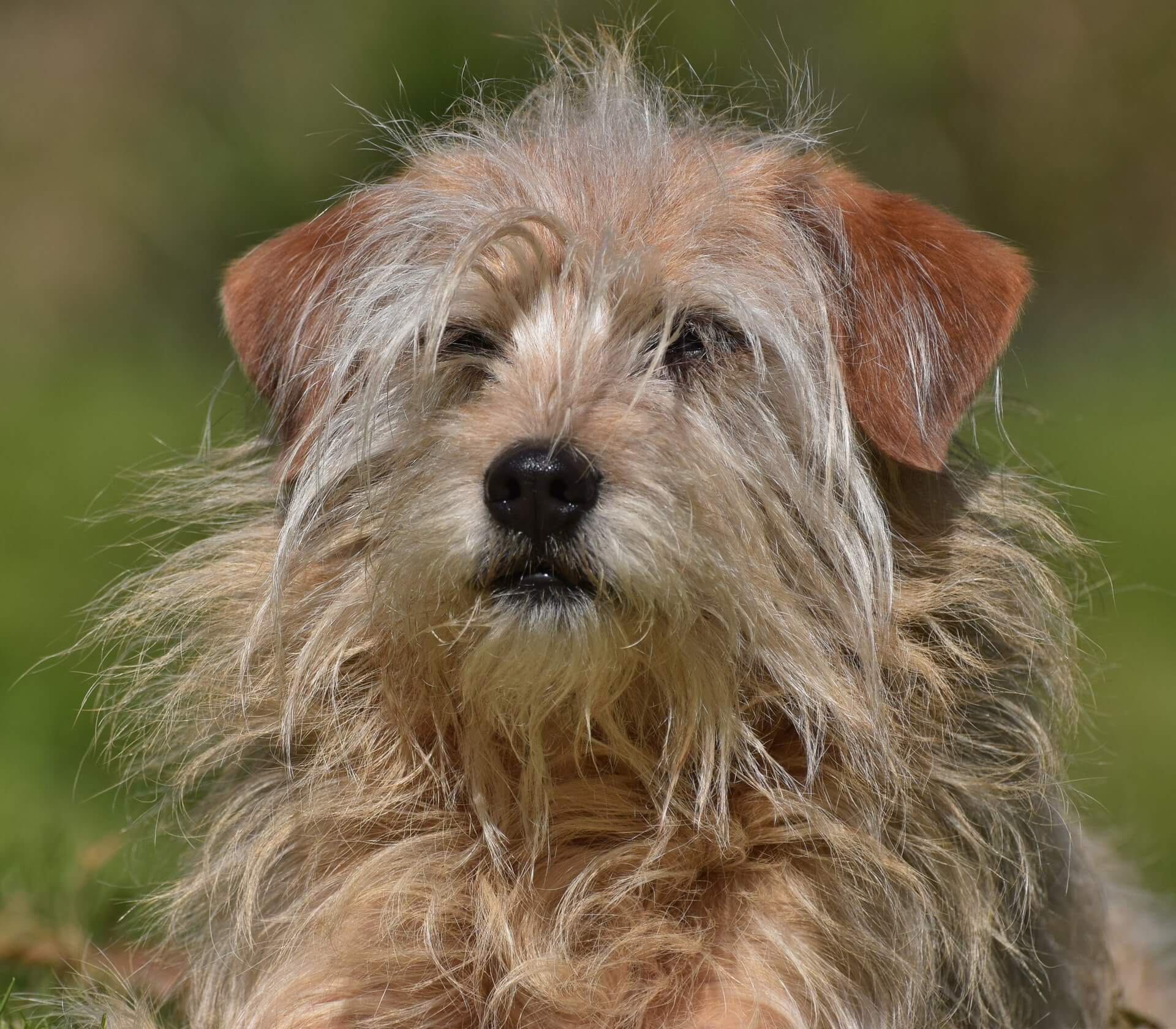 best way to remove matted fur from dog