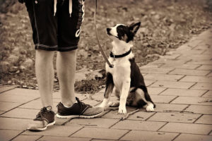 Dog sitting by feet