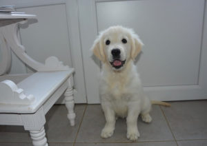 dog sitting by door waiting