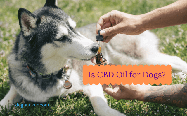 Is CBD Oil for dogs - giving hemp derived cbd oil to our dogs